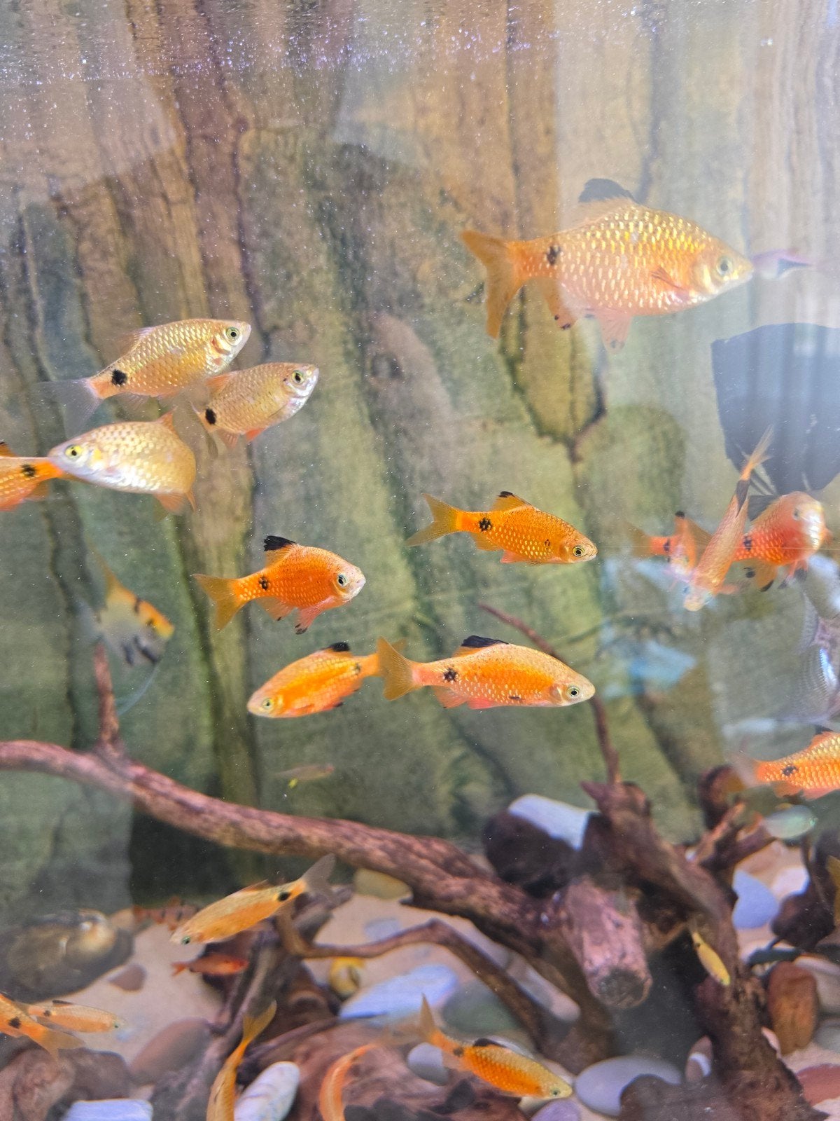 sumatra barbeel ( 25 stuk ), Dieren en Toebehoren, Vissen | Aquariumvissen, Vis, Zoetwatervis, Schoolvis