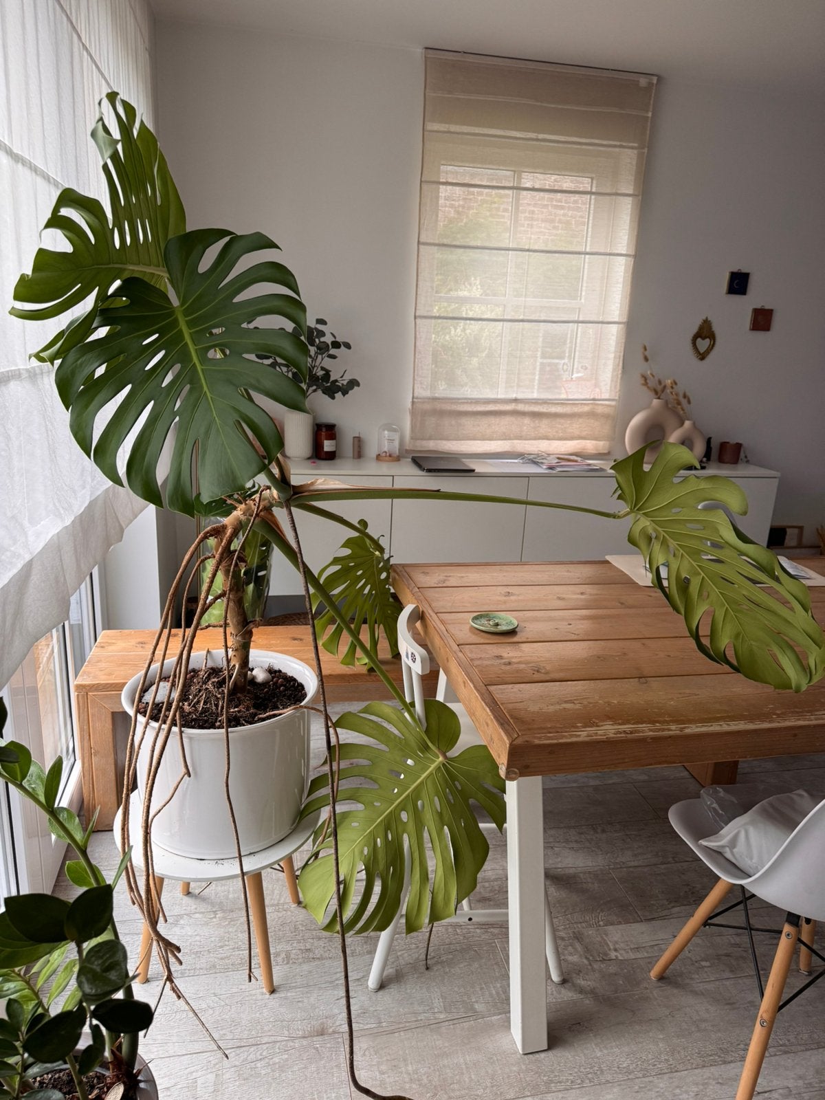 Monstera géante Grand-bigard, Maison & Meubles, Plantes d'intérieur, Autres espèces, En pot, Enlèvement, 100 à 150 cm