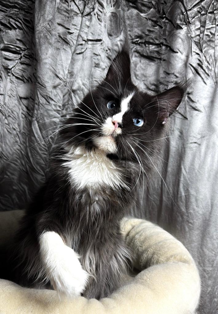 Maine Coon kater zoekt rustige forever home, Dieren en Toebehoren, Katten en Kittens | Raskatten | Langhaar, Kater, Met stamboom