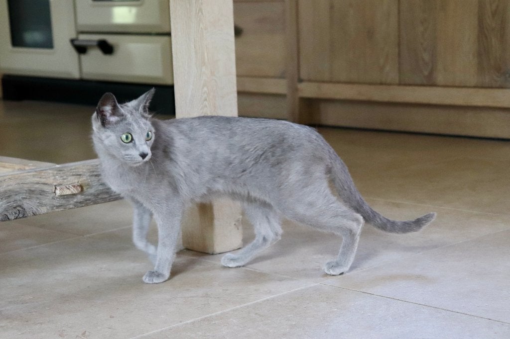 Blauwe rus met stamboom zoekt gouden mandje., Poes, Met stamboom, 3 tot 5 jaar