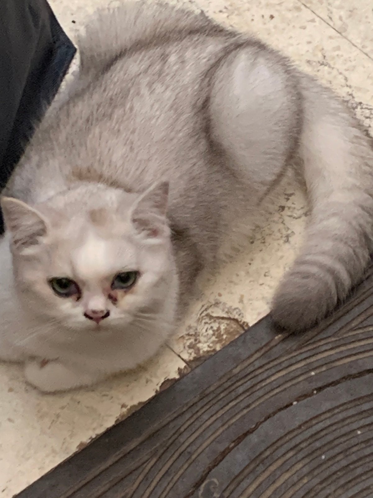 Brits korthaar, Plusieurs animaux, Avec pedigree, 0 à 2 ans