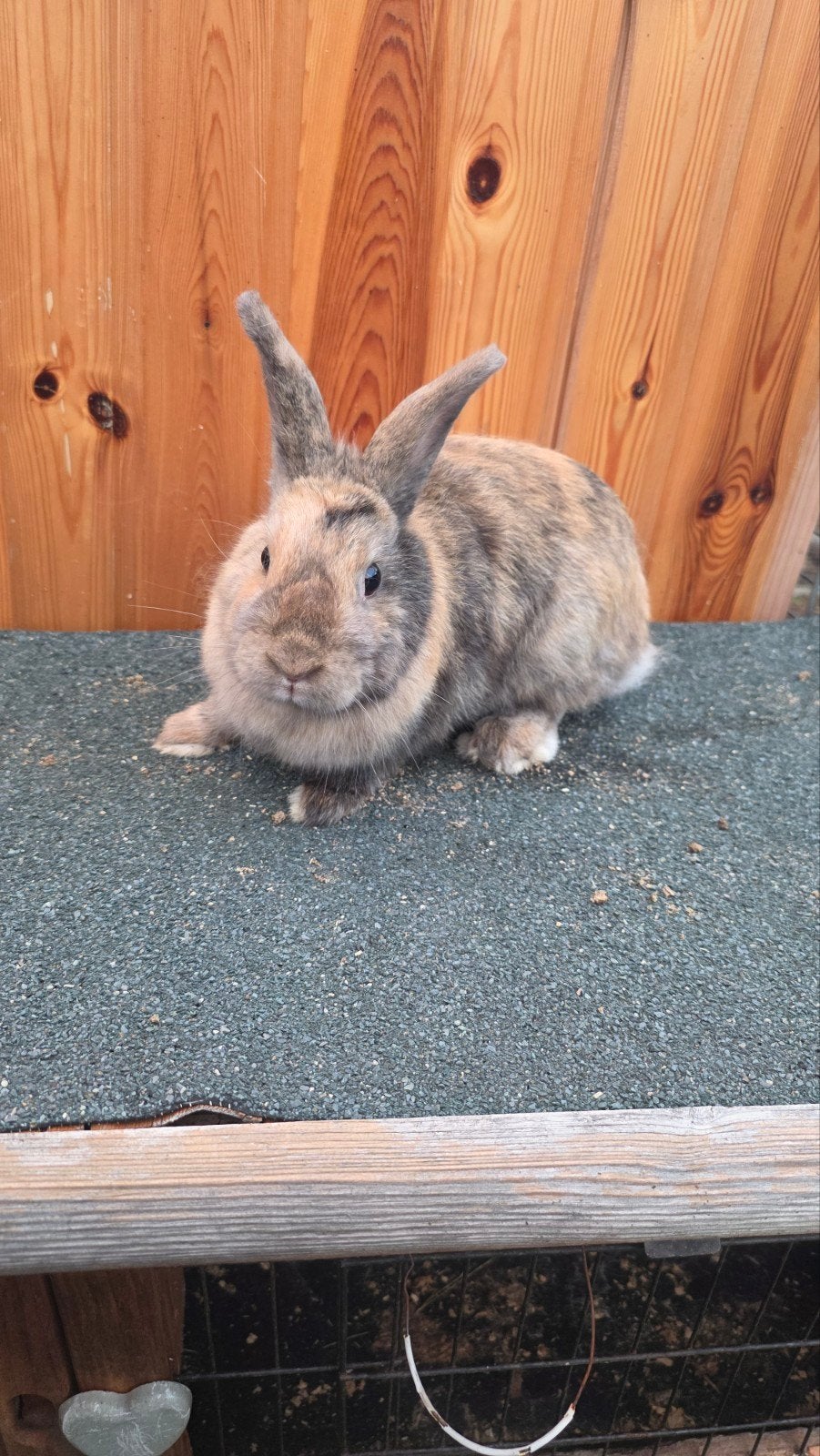 konijntje(v) zoekt goede thuis🐰