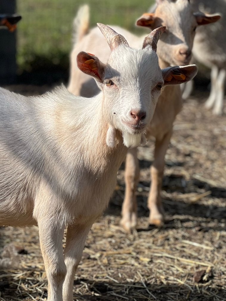 2 licht beige dwerggeit bokjes beschikbaar, Dieren en Toebehoren, Schapen, Geiten en Varkens, Mannelijk, Geit, 0 tot 2 jaar