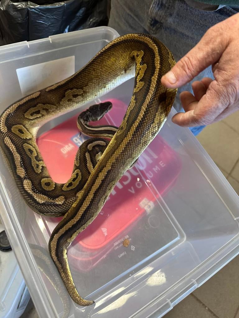Ballpython
