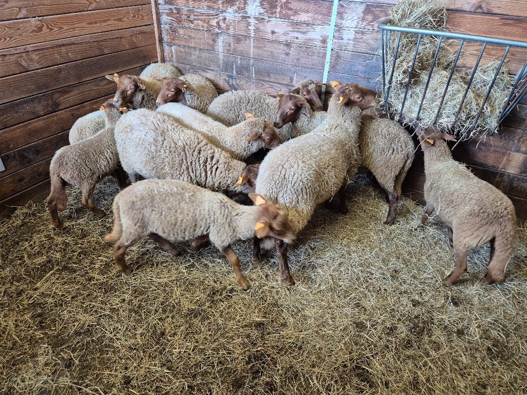 9 voskop lammetjes met Stamboek voor 1100€., Plusieurs animaux, Mouton, 0 à 2 ans