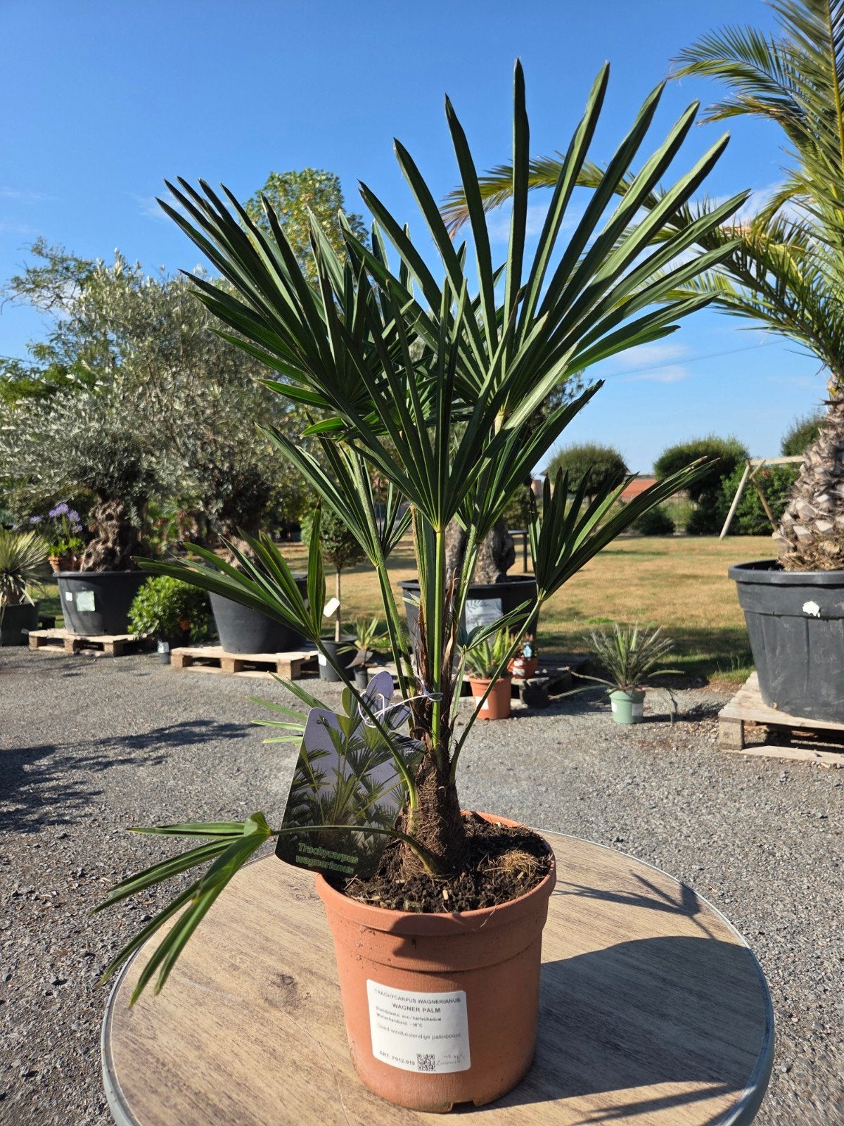 Palmboom Trachycarpus Wagnerianus, Ophalen, Palmboom