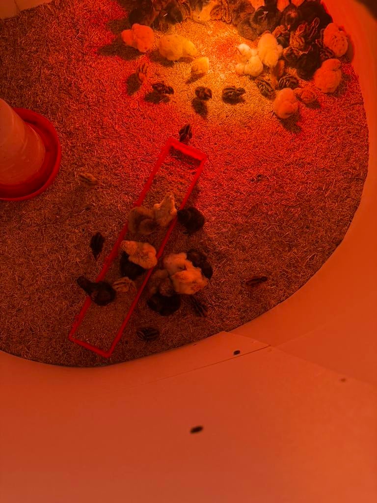 Kuikentjes te kopp, Dieren en Toebehoren, Pluimvee
