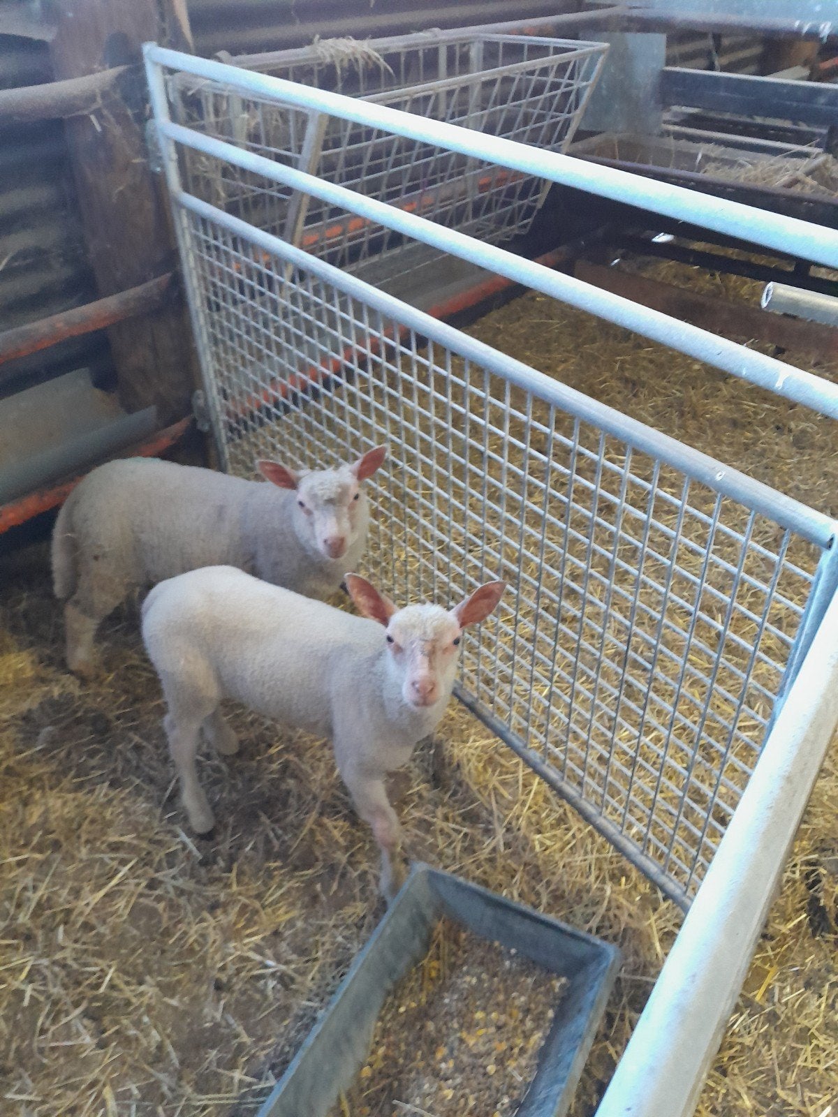 Schapen, Dieren en Toebehoren, Schapen, Geiten en Varkens