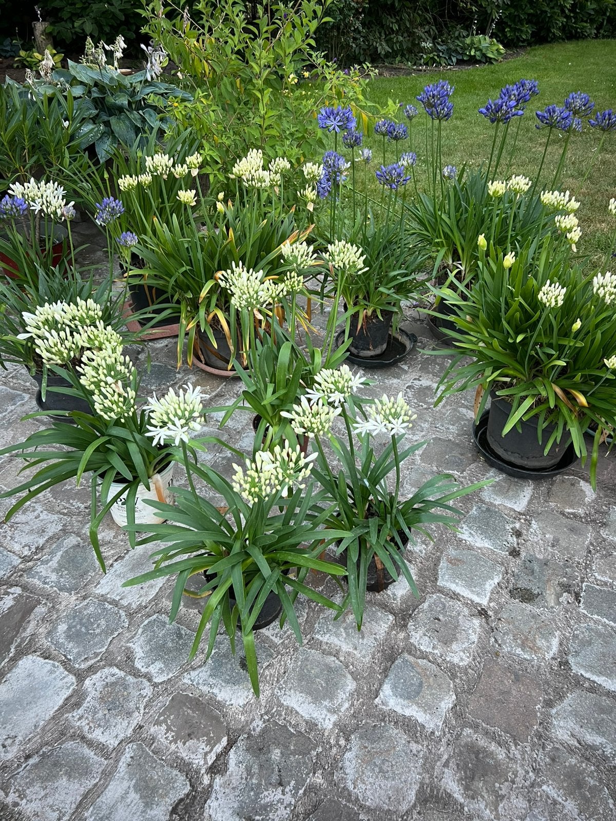 Agapanthus, Ophalen