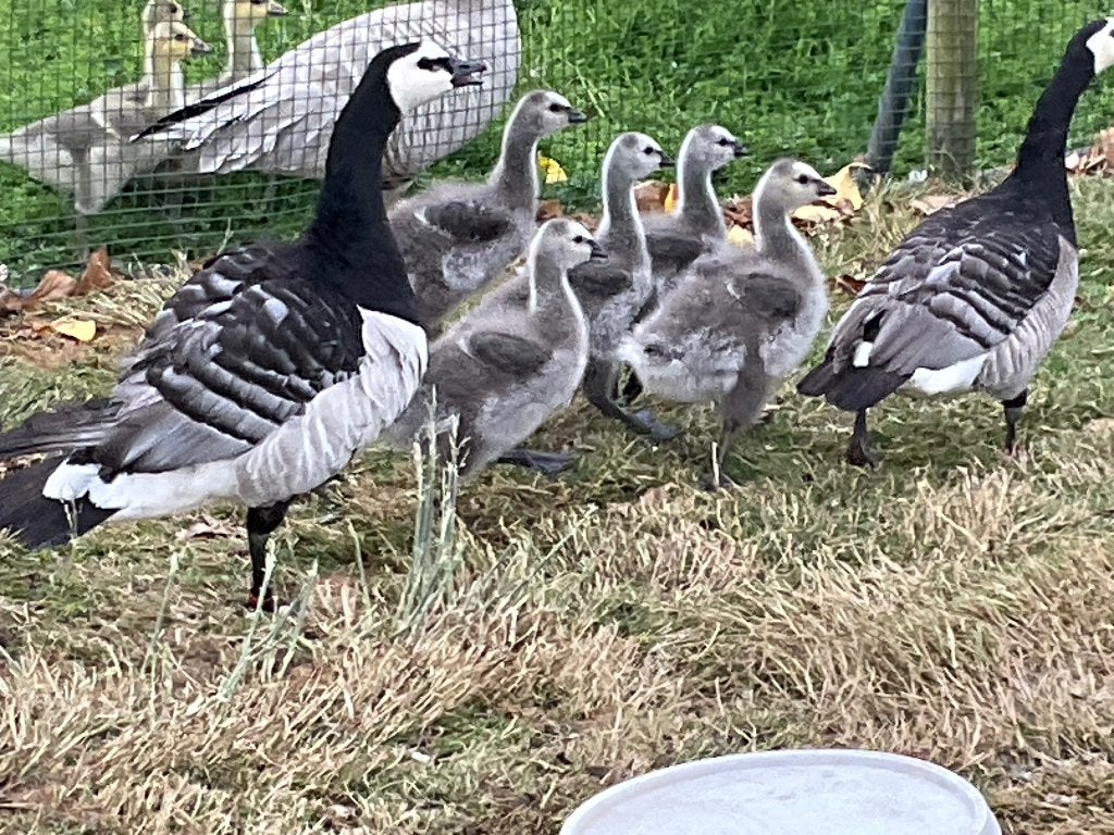 Siereenden en ganzen, Animaux & Accessoires, Mai, Plusieurs animaux