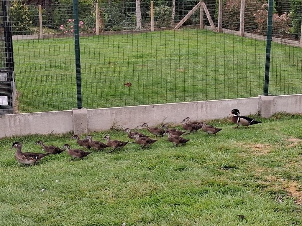 siereenden, Dieren en Toebehoren, Meerdere dieren, Eend
