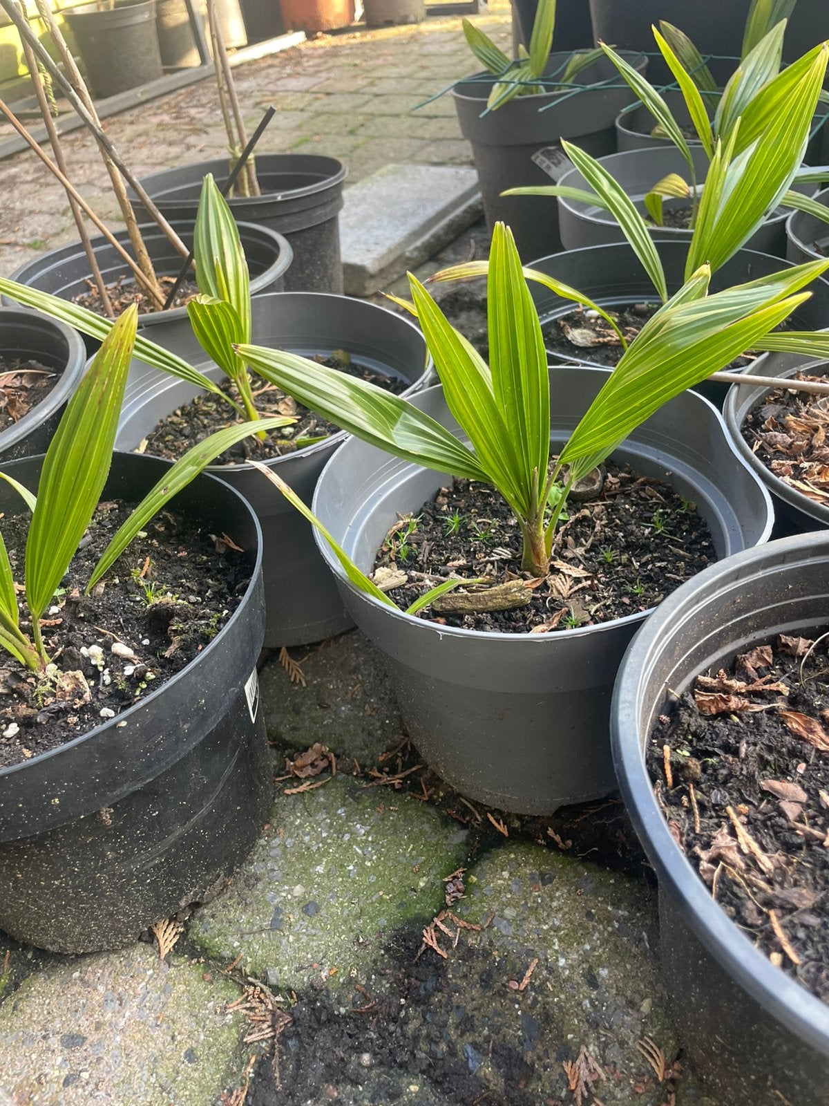 Jonge palmbomen, Tuin en Terras, Ophalen