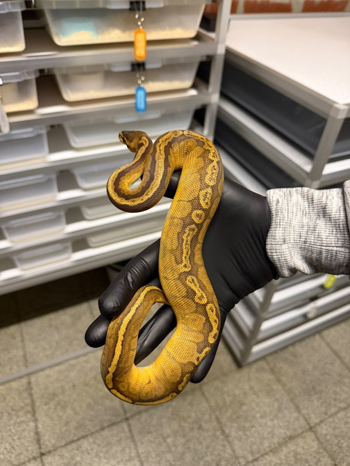 Sunset pos.  Het Albino, Dieren en Toebehoren, Slang, Tam, 0 tot 2 jaar
