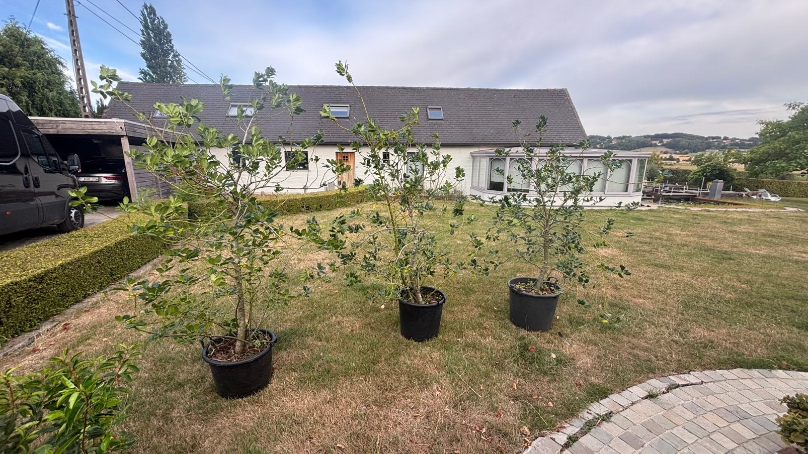 Ilex Aquifolium, 175 euro per stuk, Tuin en Terras, Ophalen