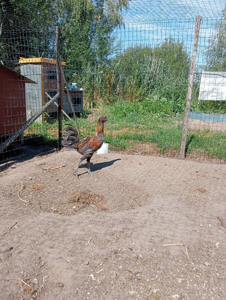 luikse  vechter, Meerdere dieren, Kip