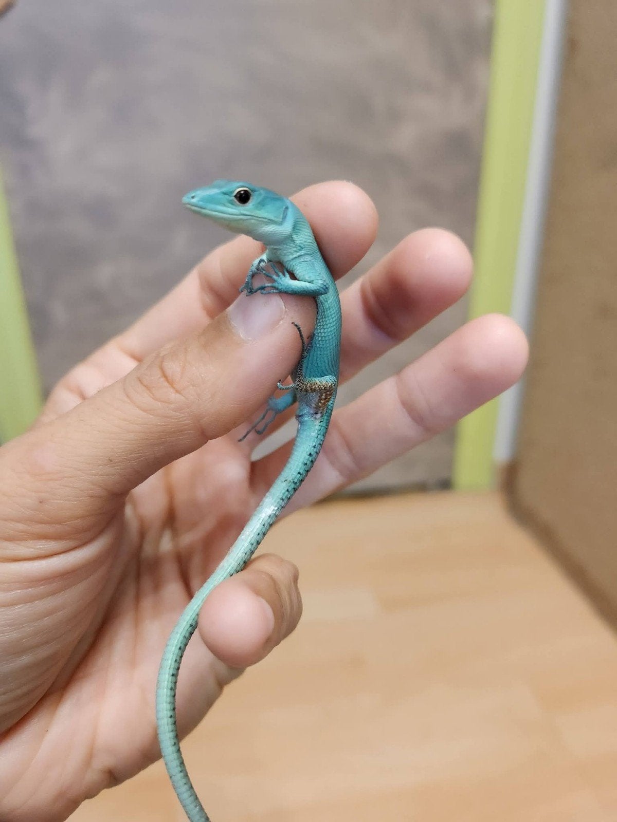 Gastropholis Prasina, Animaux & Accessoires, Reptiles & Amphibiens, Lézard