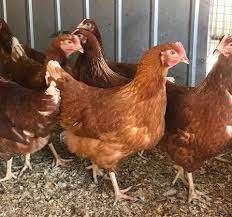 poules pondeuses rouges 5+1/10+3 GRATUIT 0499/082381, Femelle, Poule ou poulet