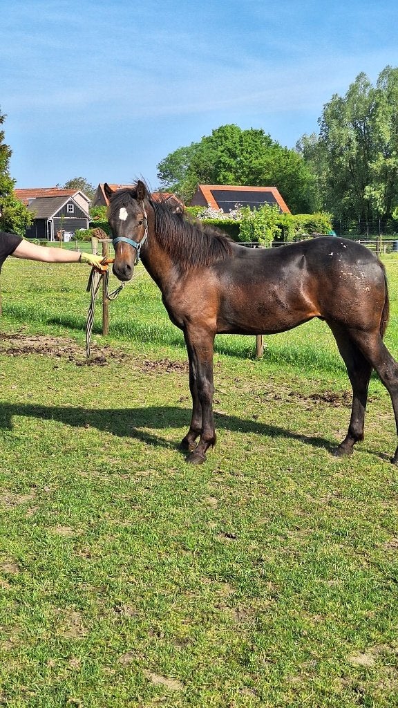 Etalon Appaloosa Yearling Eef, Animaux & Accessoires, Chevaux, Avec pedigree, 160 à 165 cm, Étalon, 0 à 2 ans