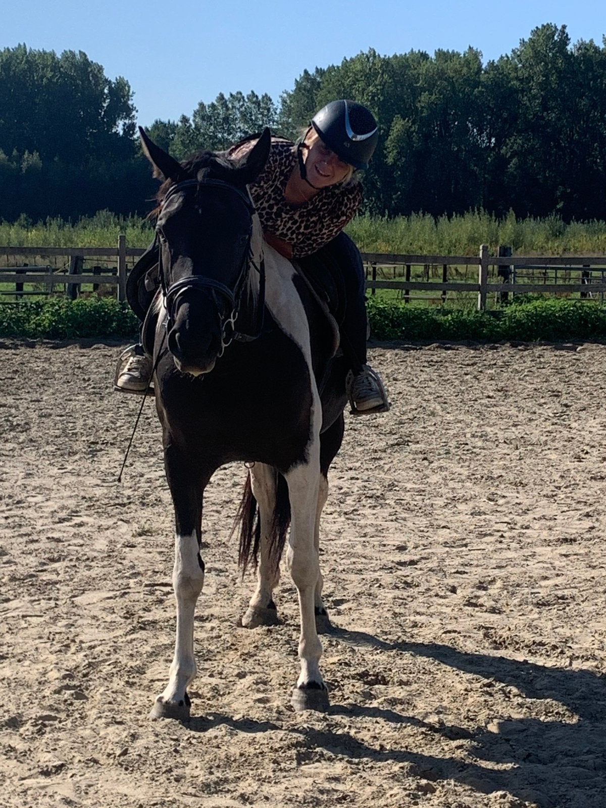 LADY | Jument noire et blanche de 4 ans, Avec puce électronique, Débourré, 160 à 165 cm, Cheval de récréation