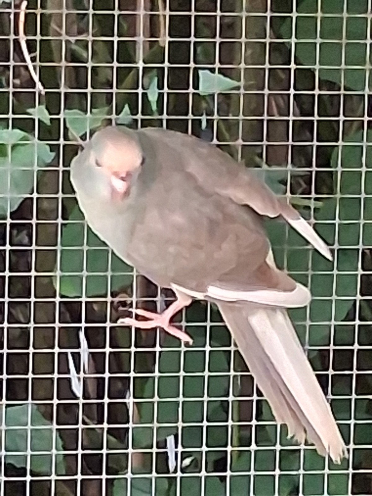 Kakariki man 2026, Dieren en Toebehoren, Geringd
