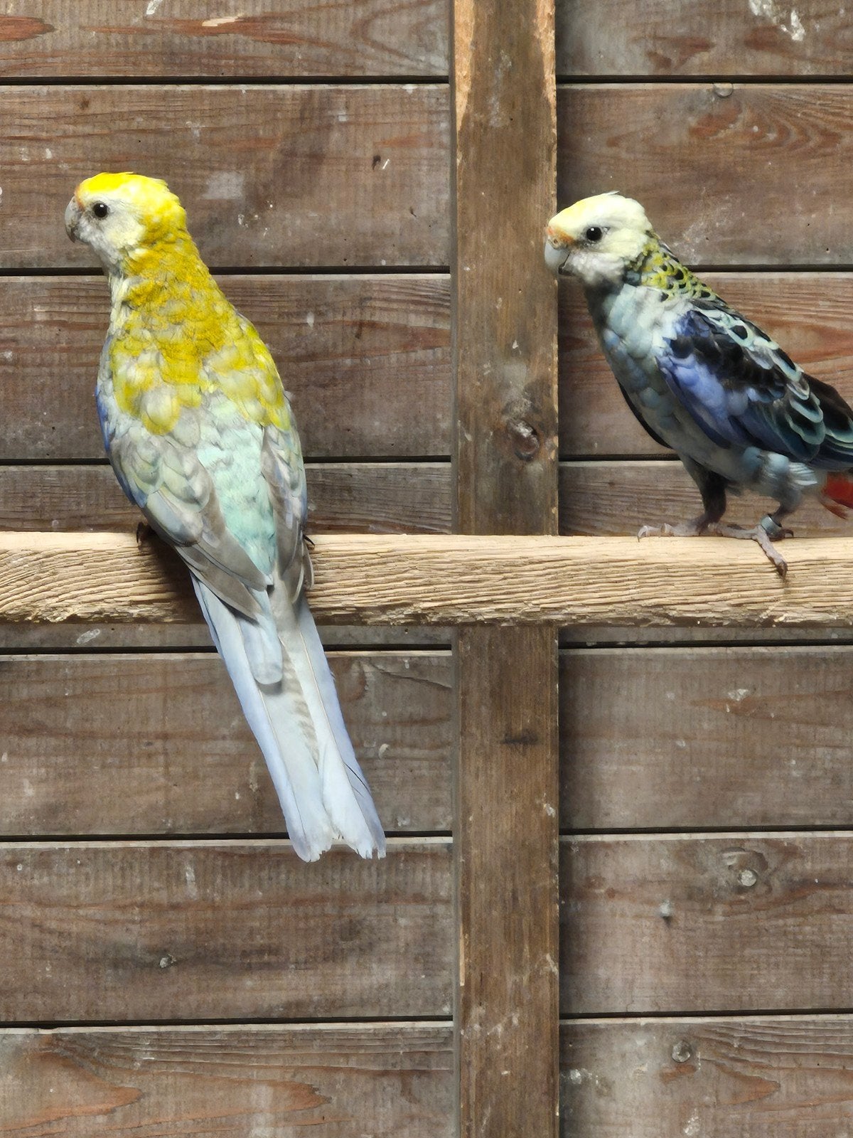 Pastel bleekkoppen, Dieren en Toebehoren, Vogels | Parkieten en Papegaaien