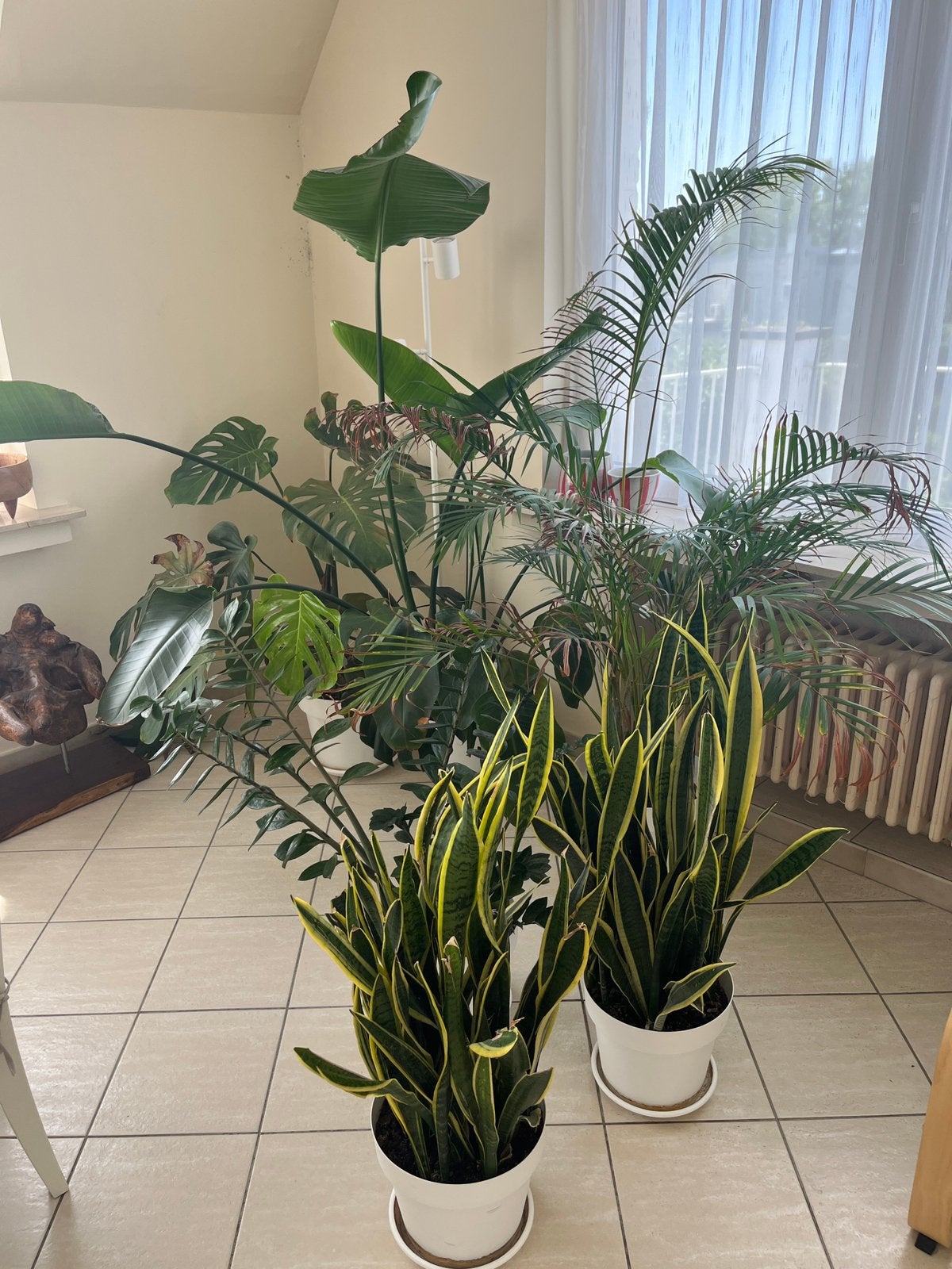 LOT DE PLANTES, Enlèvement