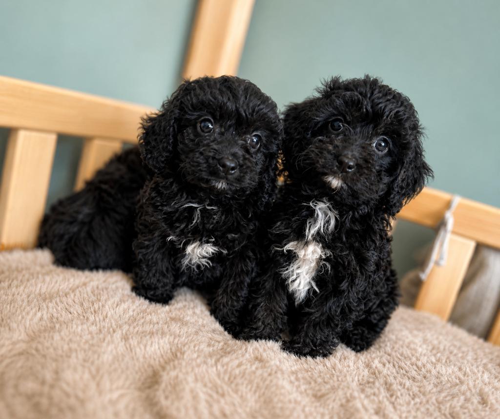 Adorables chiots cavapoo (Cavalier x Dwarf Poodle), Animaux & Accessoires, Chiens | Chihuahuas & Chiens de compagnie, Plusieurs animaux