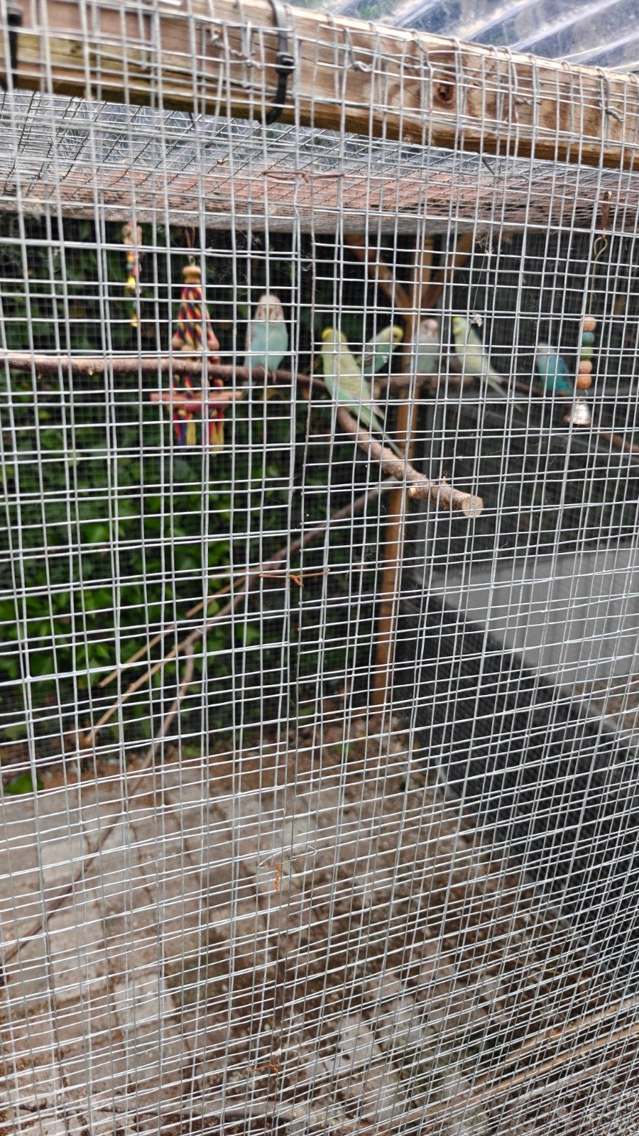 Gratis ophalen grasparkieten met accessoires en hok, Dieren en Toebehoren, Vogels | Parkieten en Papegaaien