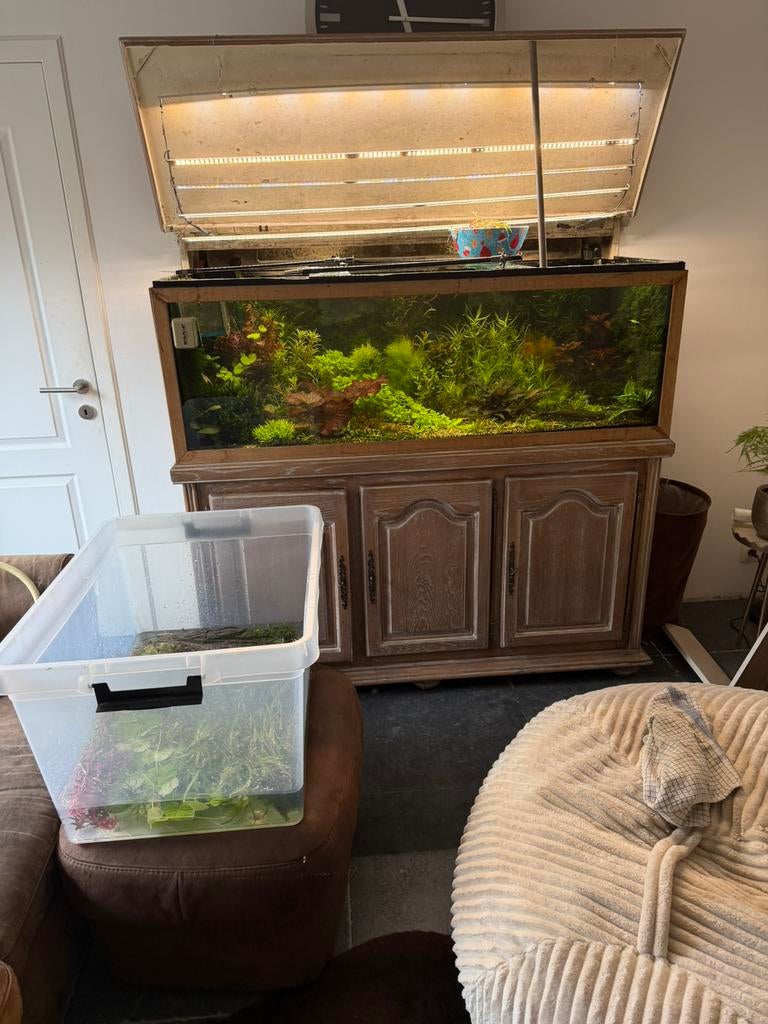 Grote portie aquariumplanten., Dieren en Toebehoren, Ophalen, Zo goed als nieuw