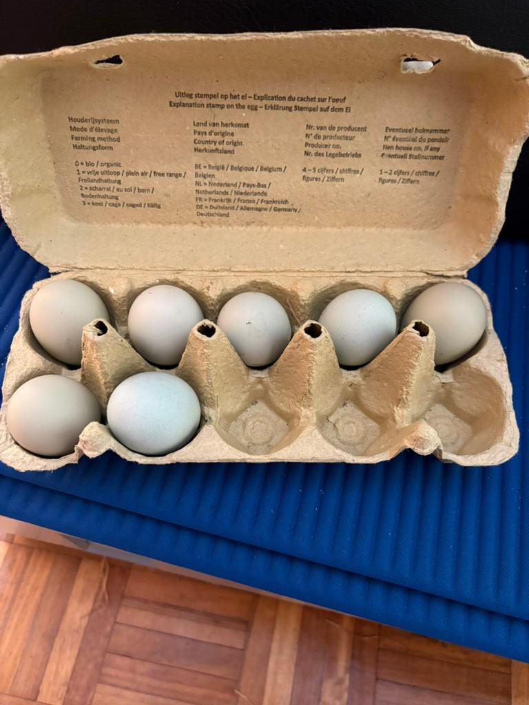 Blauwe/Groene broedeieren – Araucana kruising, Animaux & Accessoires, Volatiles, Poule ou poulet, Sexe inconnu