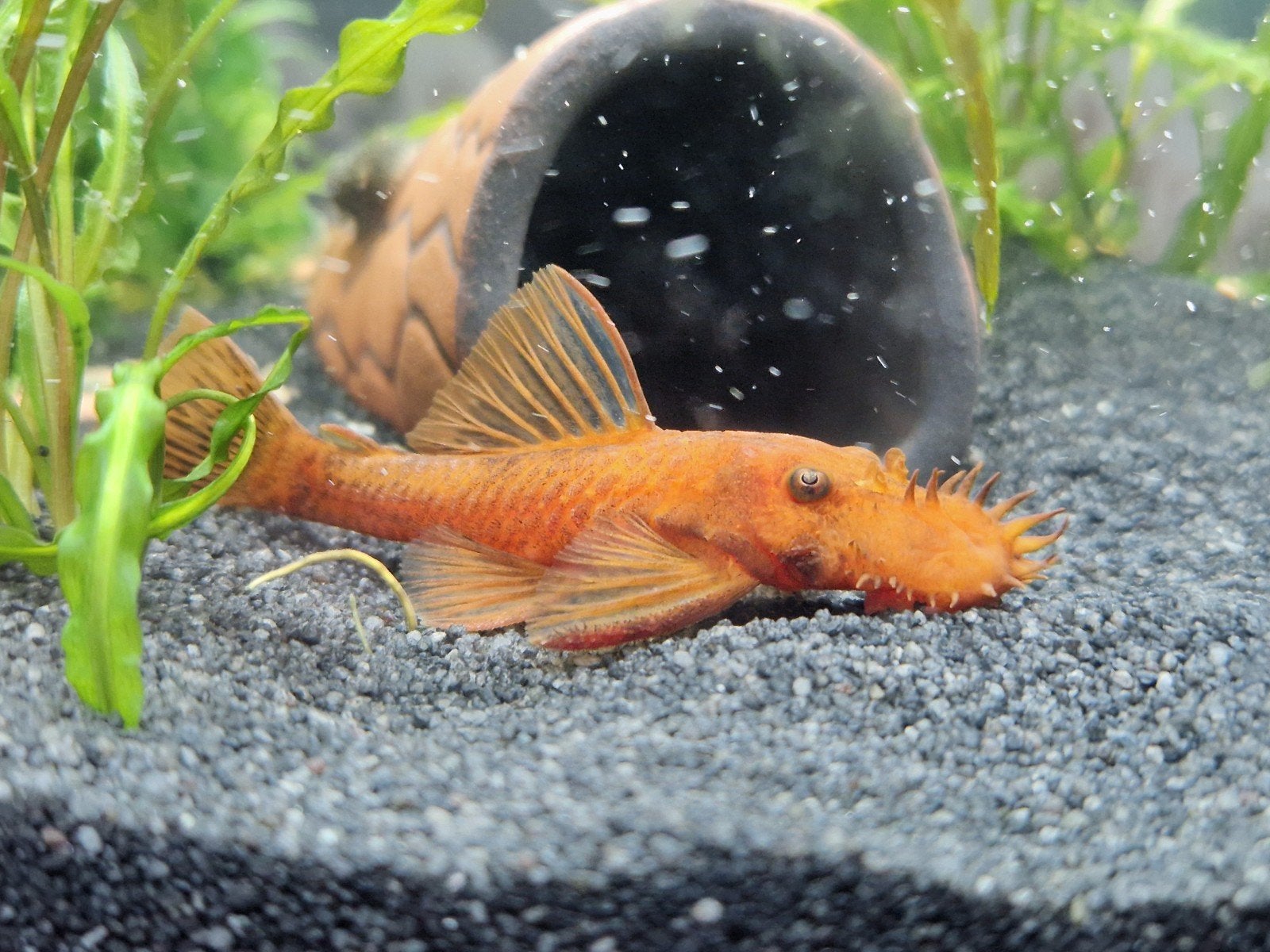 Red fire ancistrus 3cm groot