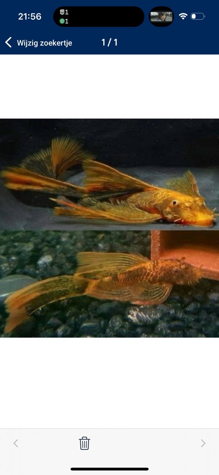 Raszuivere Ancistrus LDA 16 – Met Longfin Genen, Dieren en Toebehoren