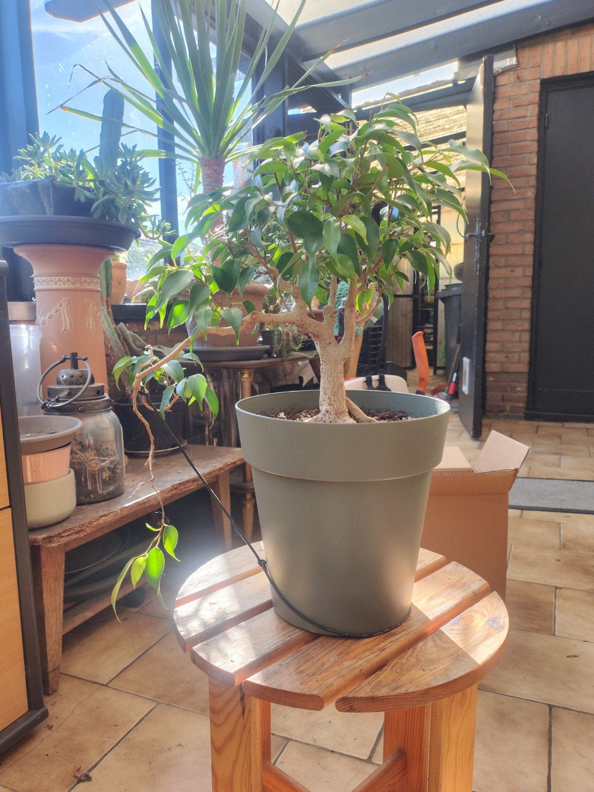 ficus Benjamina, bonsai, Jardin & Terrasse, Enlèvement ou Envoi, Moins de 100 cm