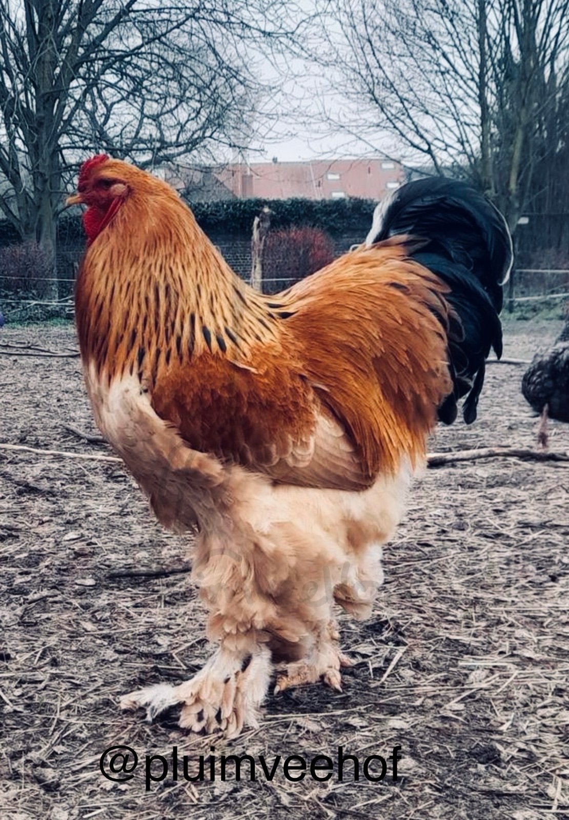 Broedeieren brahma buff