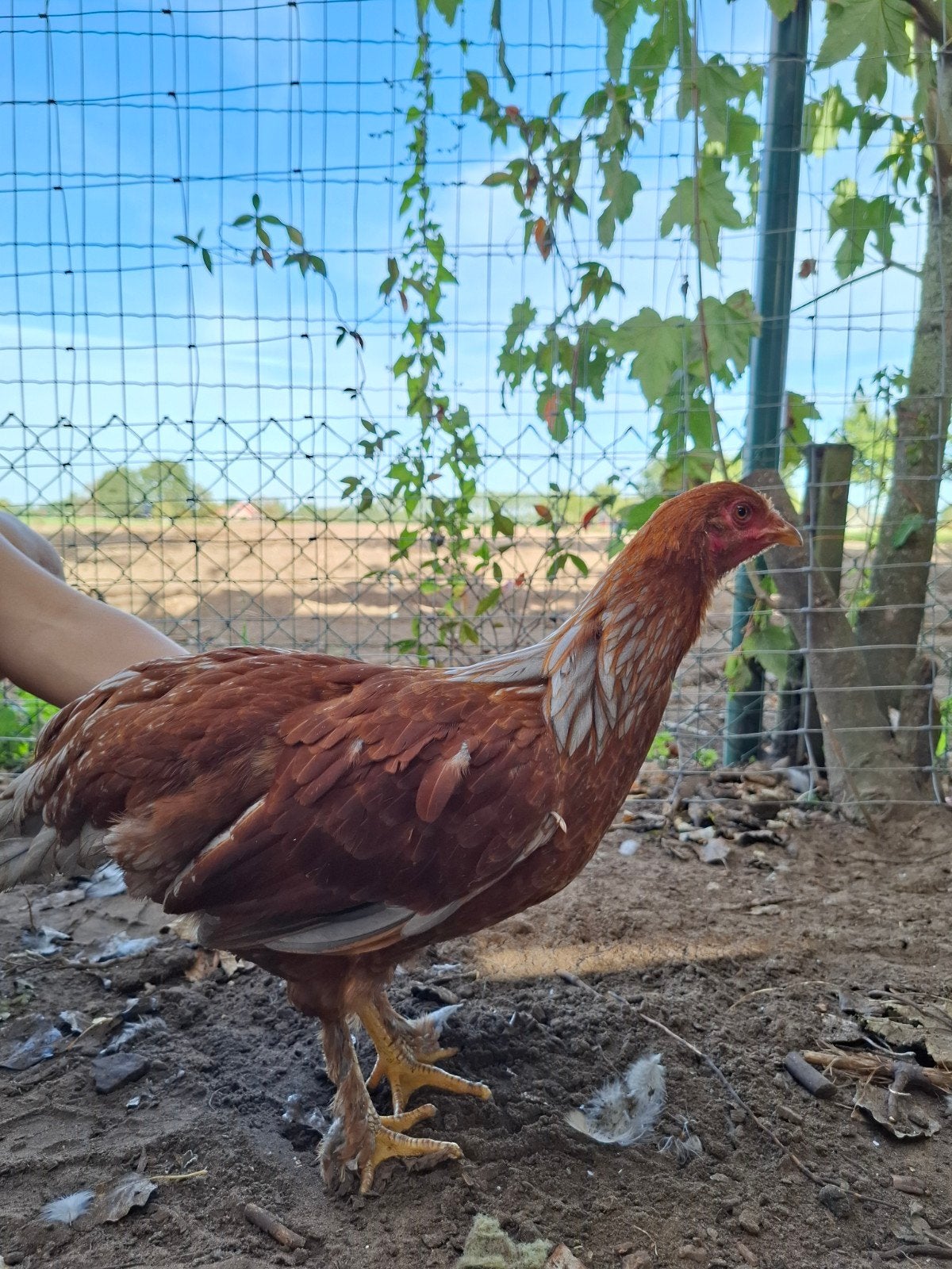 bruine kip, Poule ou poulet