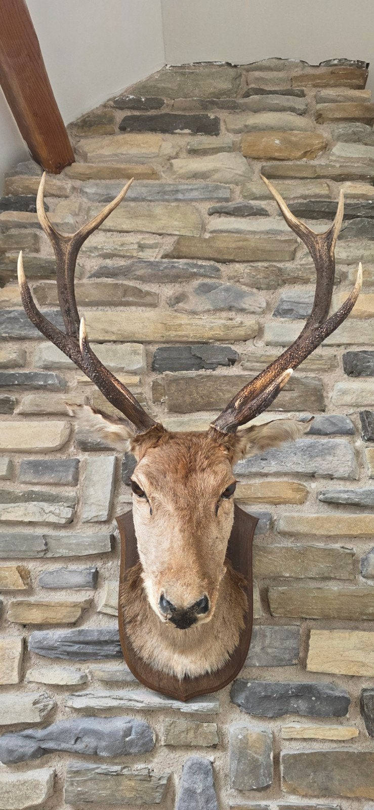 Prachtige taxidermie edelhert – groot gewei, Verzamelen, Dierenverzamelingen, Ophalen, Hert