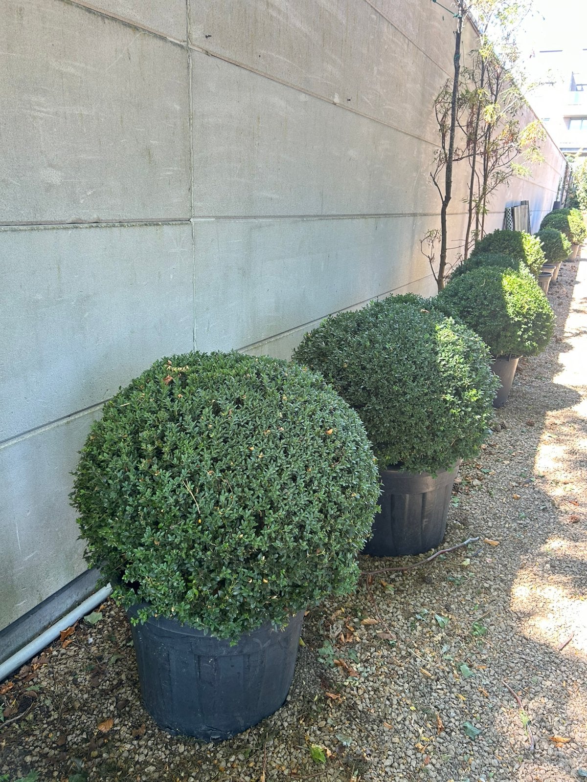 Buxus en taxus, Ophalen