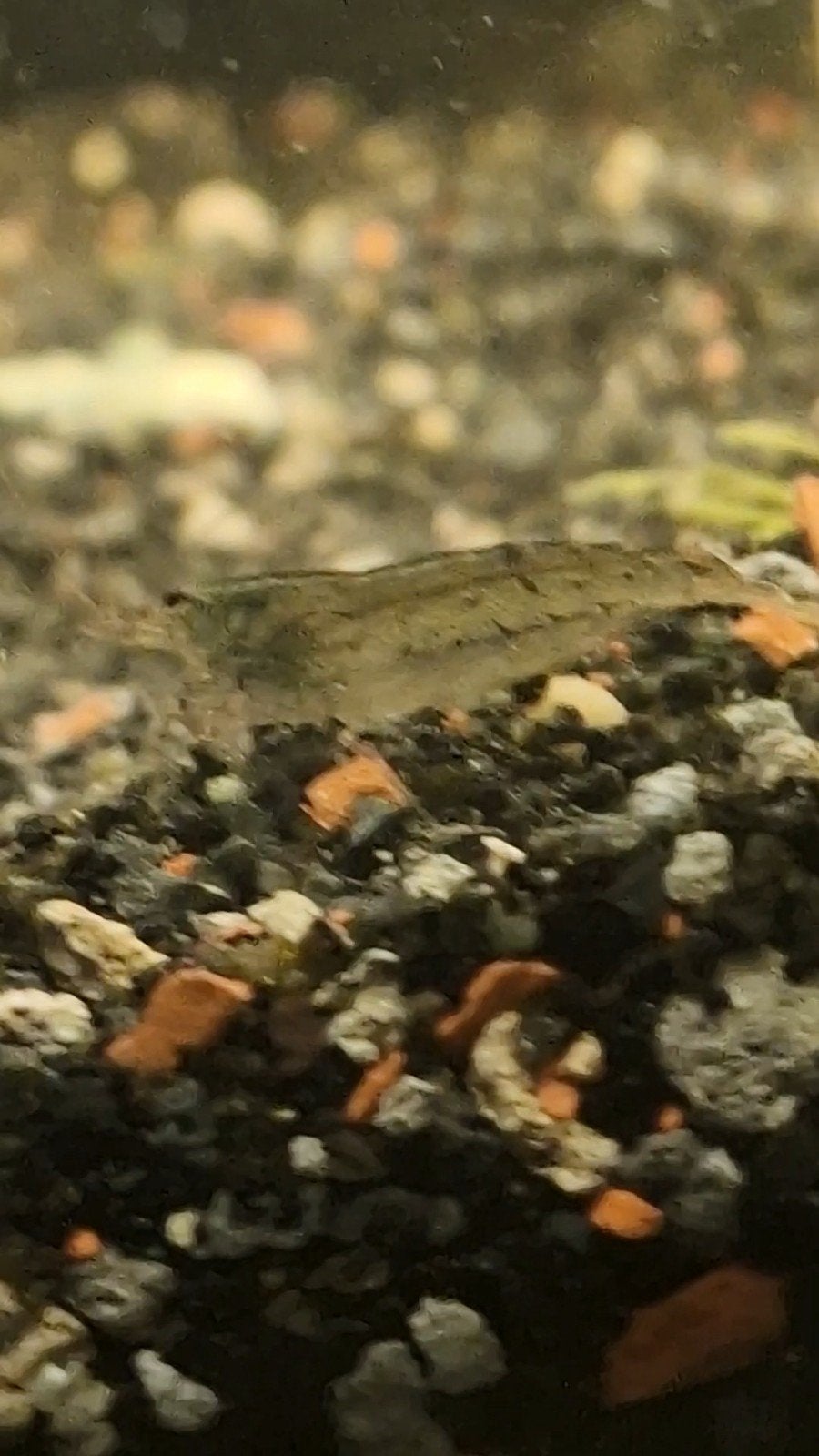 wildkleur garnalen, Dieren en Toebehoren, Kreeft, Krab of Garnaal, Zoetwatervis