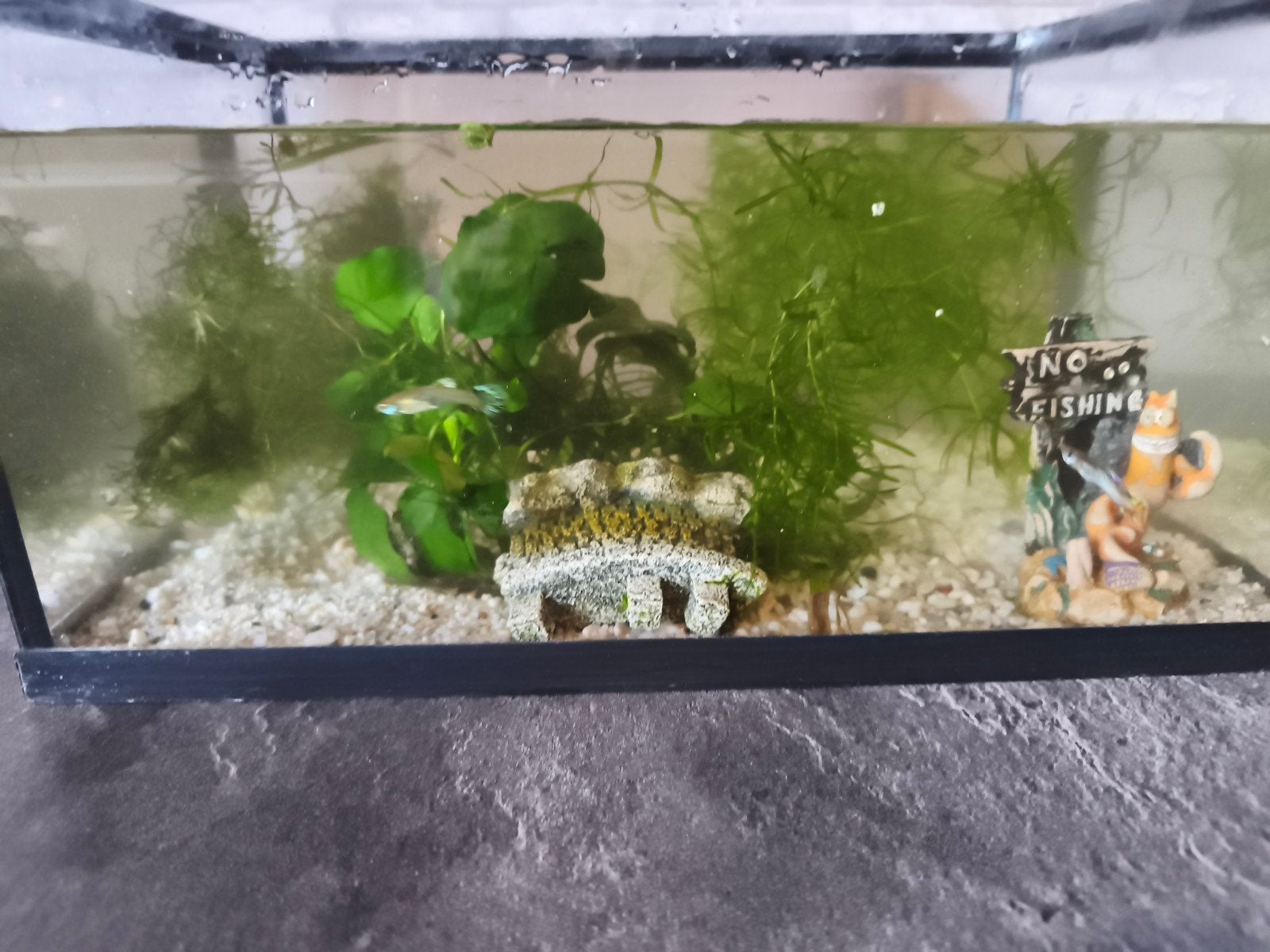 klein aqarium, Dieren en Toebehoren, Ophalen