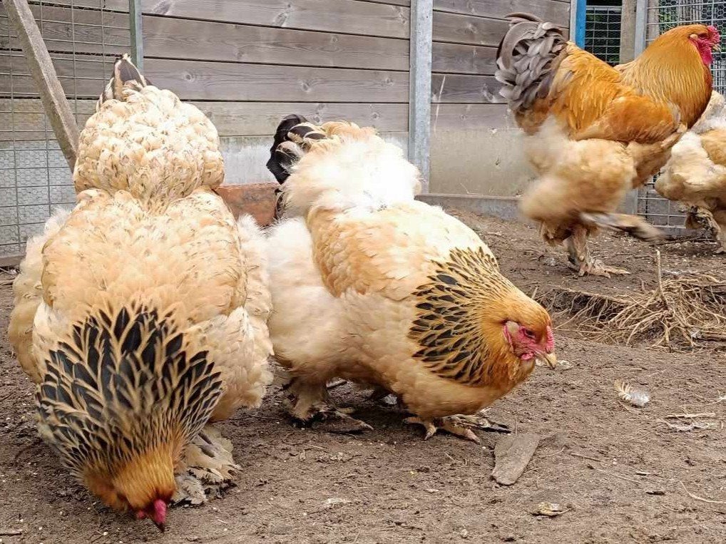 Brahma Groogfowl COUPLE POUR ADULTES