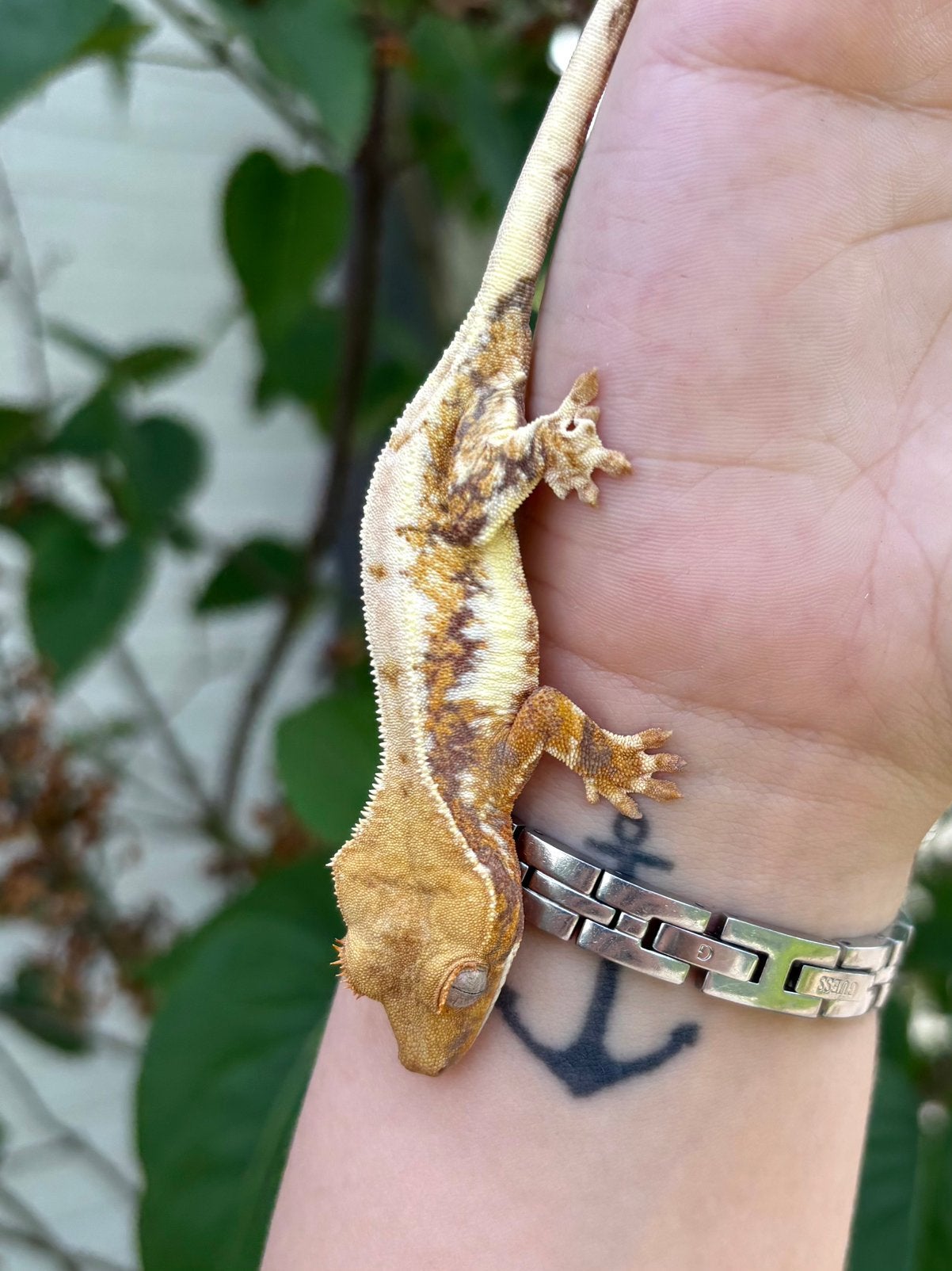 Prachtige Wimpergekko Lily White 0.1 vrouw, Dieren en Toebehoren, Reptielen en Amfibieën