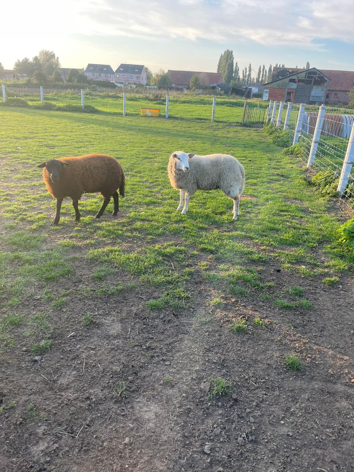 Schapen