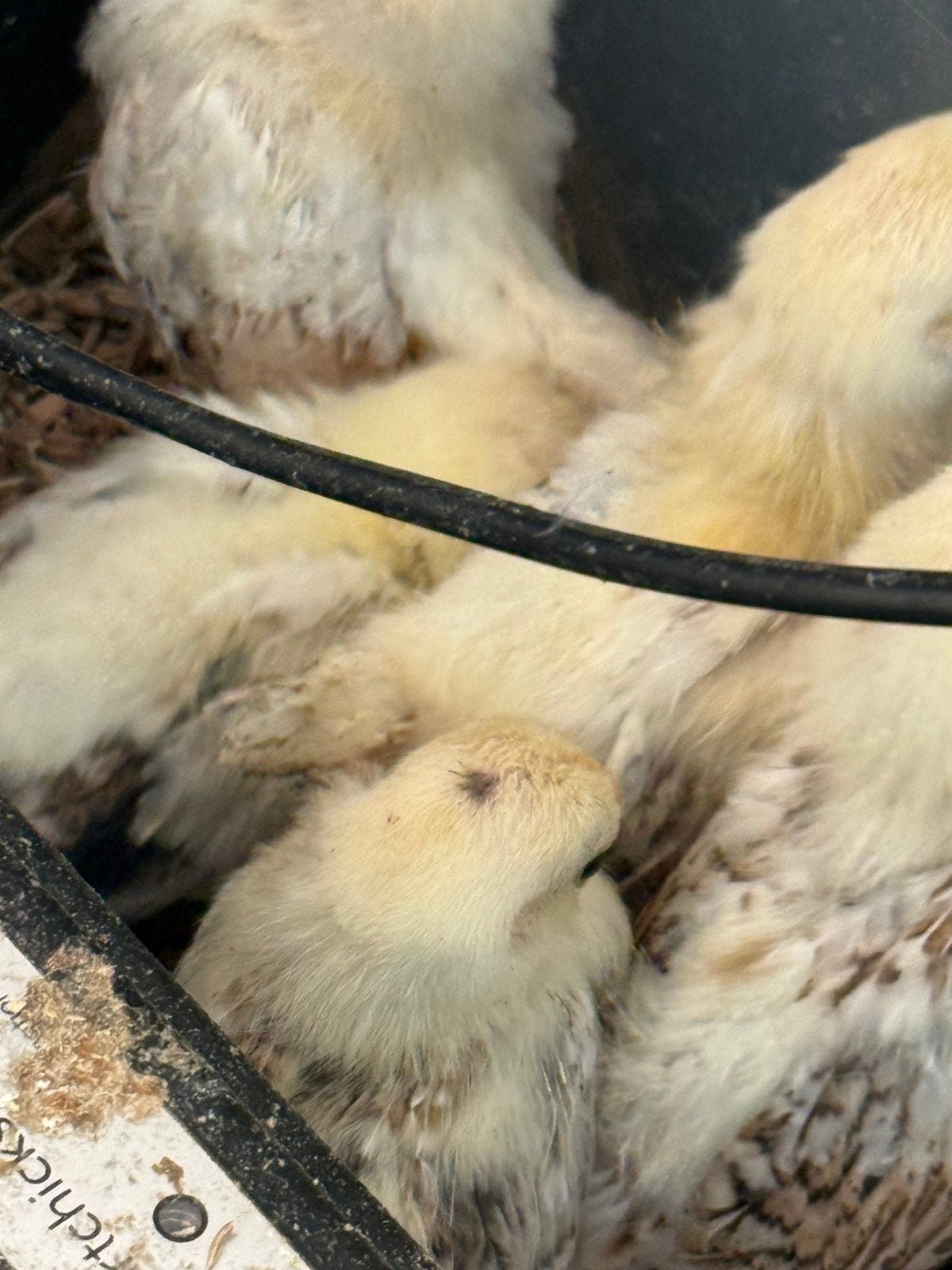 Serama kiprn te koop, Dieren en Toebehoren