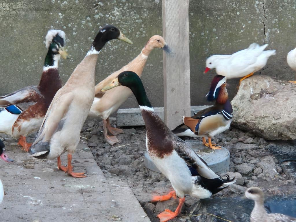 Canard, Plusieurs animaux, Canard