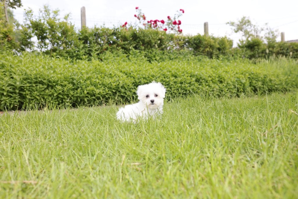 Chiot maltais, mâle, né le 26 mars, propre élevage, Chien (mâle), Belgique, Bichon maltais, Un chien