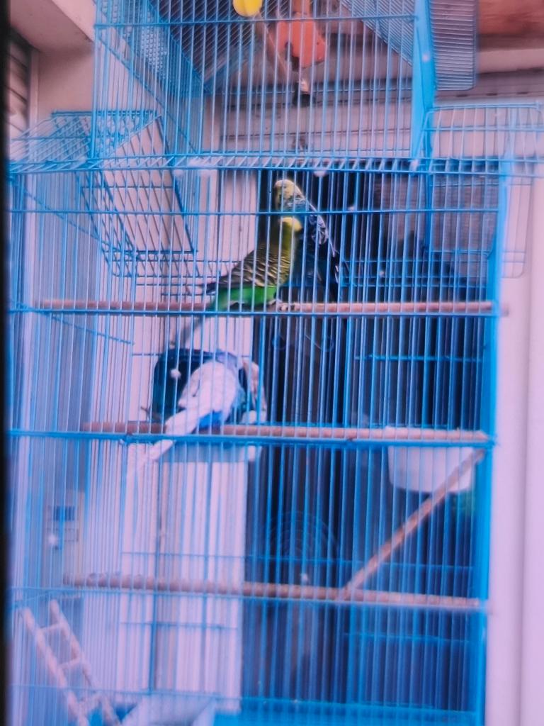 papegaaien, Dieren en Toebehoren, Vogels | Parkieten en Papegaaien