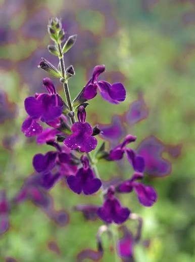 Salvia Nachtvlinder, Ophalen