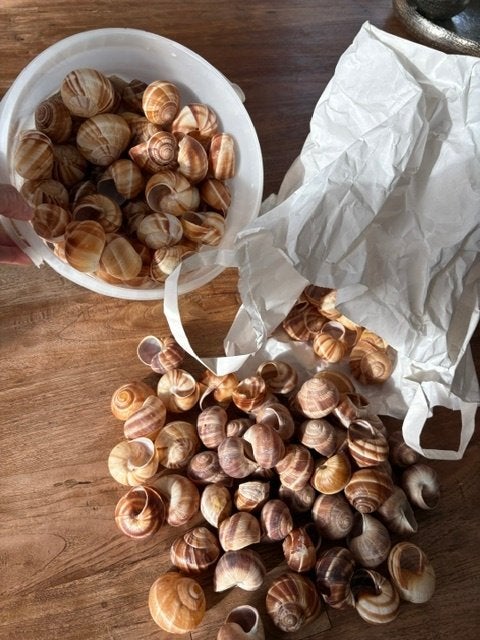 Coquilles d'escargots vides, Maison & Meubles, Enlèvement ou Envoi, Comme neuf, Autres types