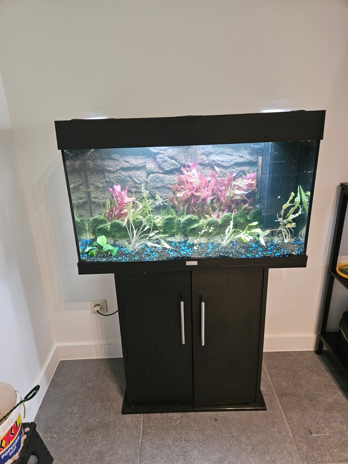Juwel rio 125 compleet, Aquarium d'eau douce rempli, Enlèvement, Utilisé, Accessoires inclus