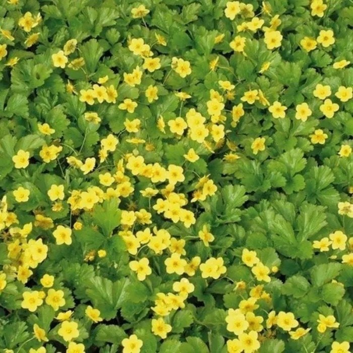 Waldsteinia ternata, Tuin en Terras, Ophalen, Halfschaduw